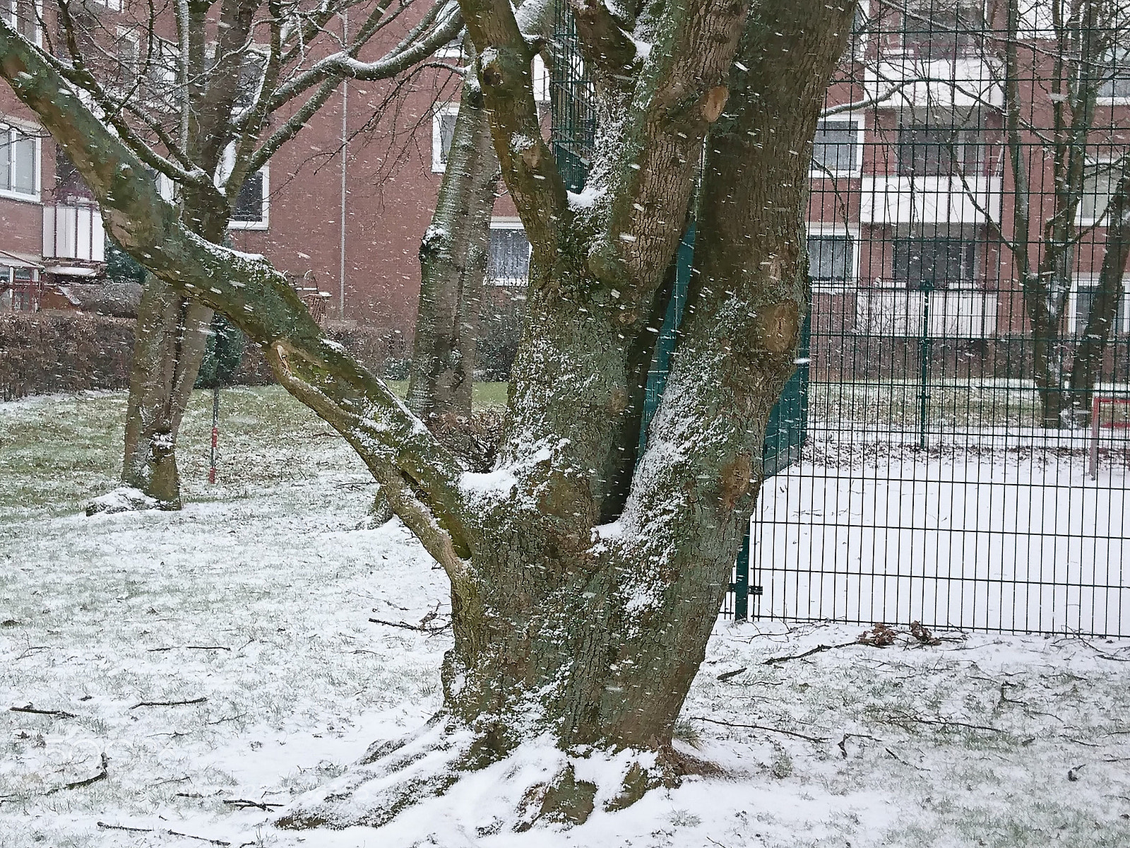 Sony Xperia XZ sample photo. Knorriger alter baum im photography