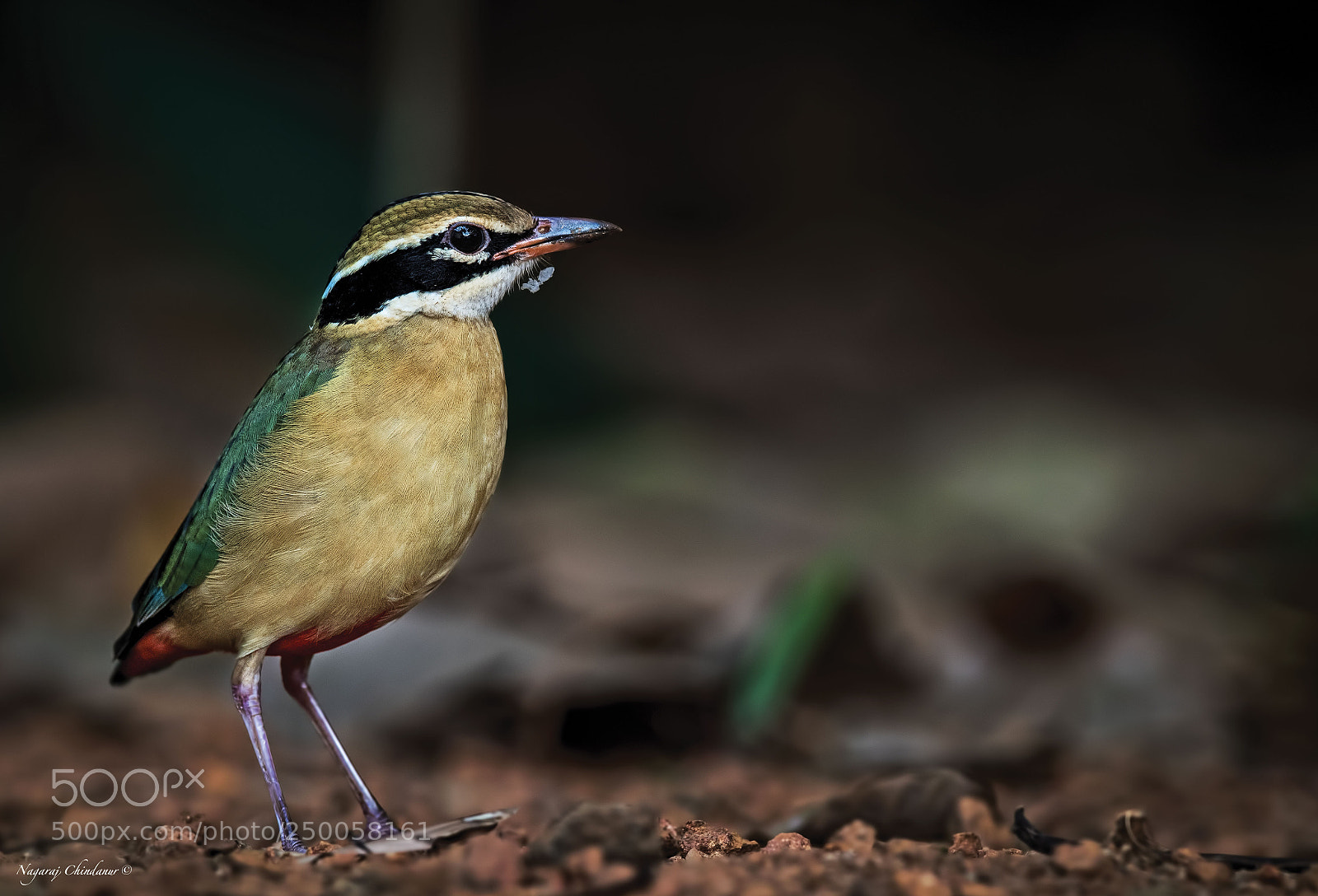 Nikon D5 sample photo. Indian pitta photography