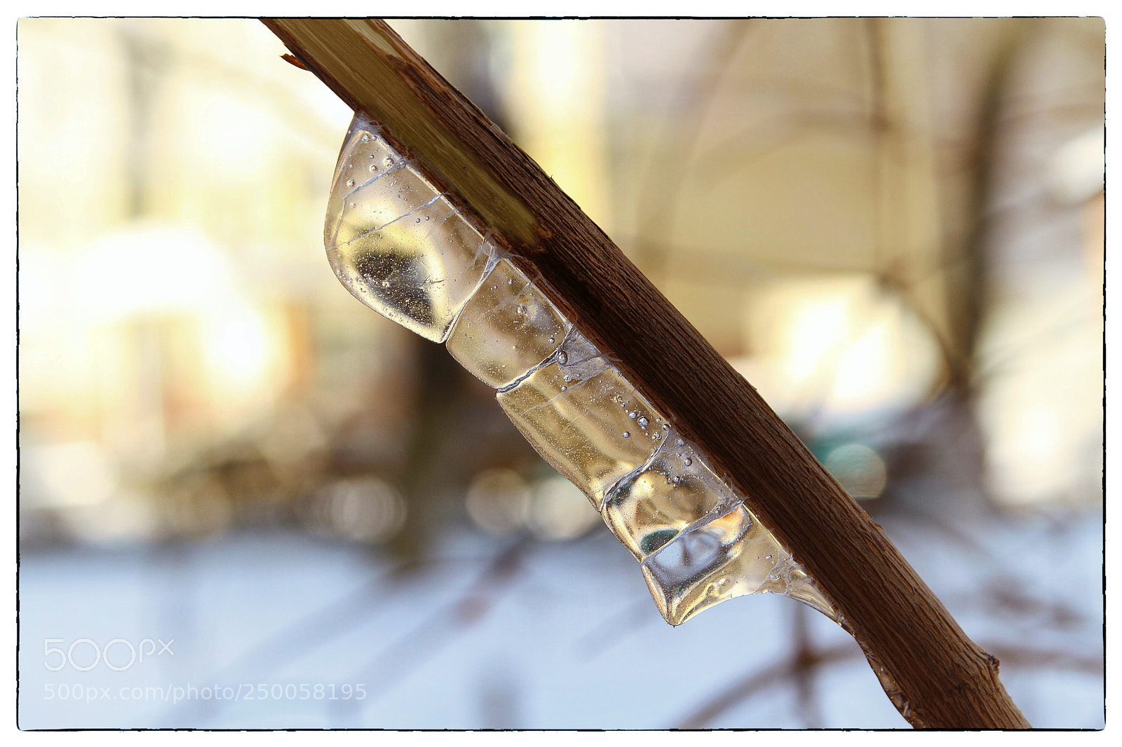 Canon EOS 7D sample photo. Ледяная гусеница photography