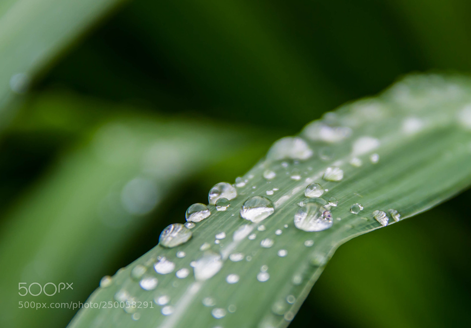 Canon EOS 600D (Rebel EOS T3i / EOS Kiss X5) sample photo. Lemon grass photography