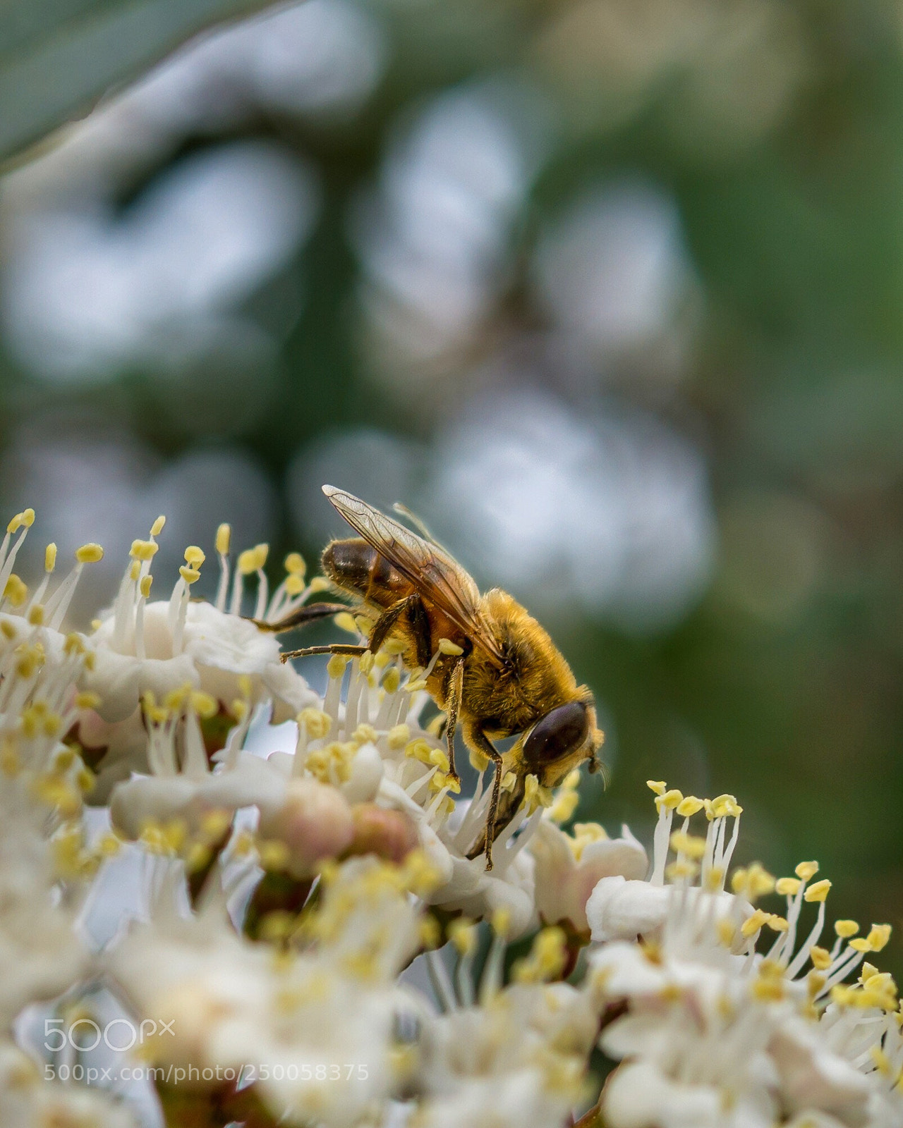 Sony a6000 sample photo. Bee photography