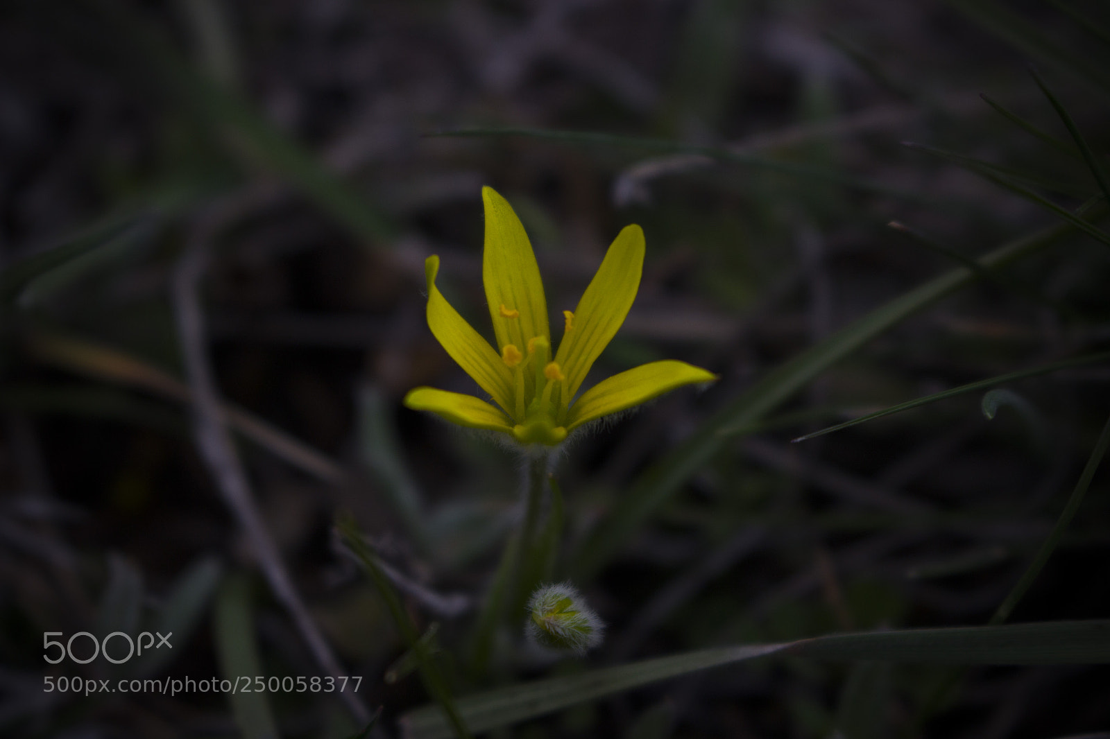 Canon EOS 100D (EOS Rebel SL1 / EOS Kiss X7) sample photo. Img photography