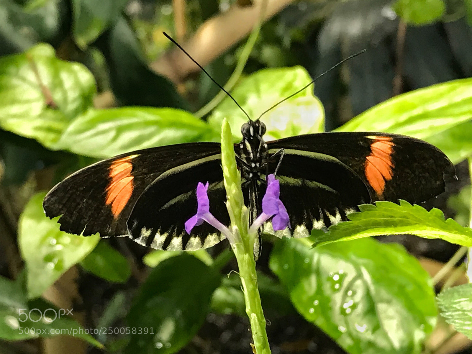 Apple iPhone 7 sample photo. Crimson-patched longwing butterfly  photography
