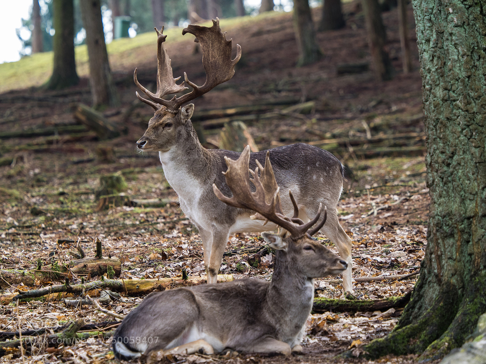 Olympus OM-D E-M1 sample photo. Damwild... photography