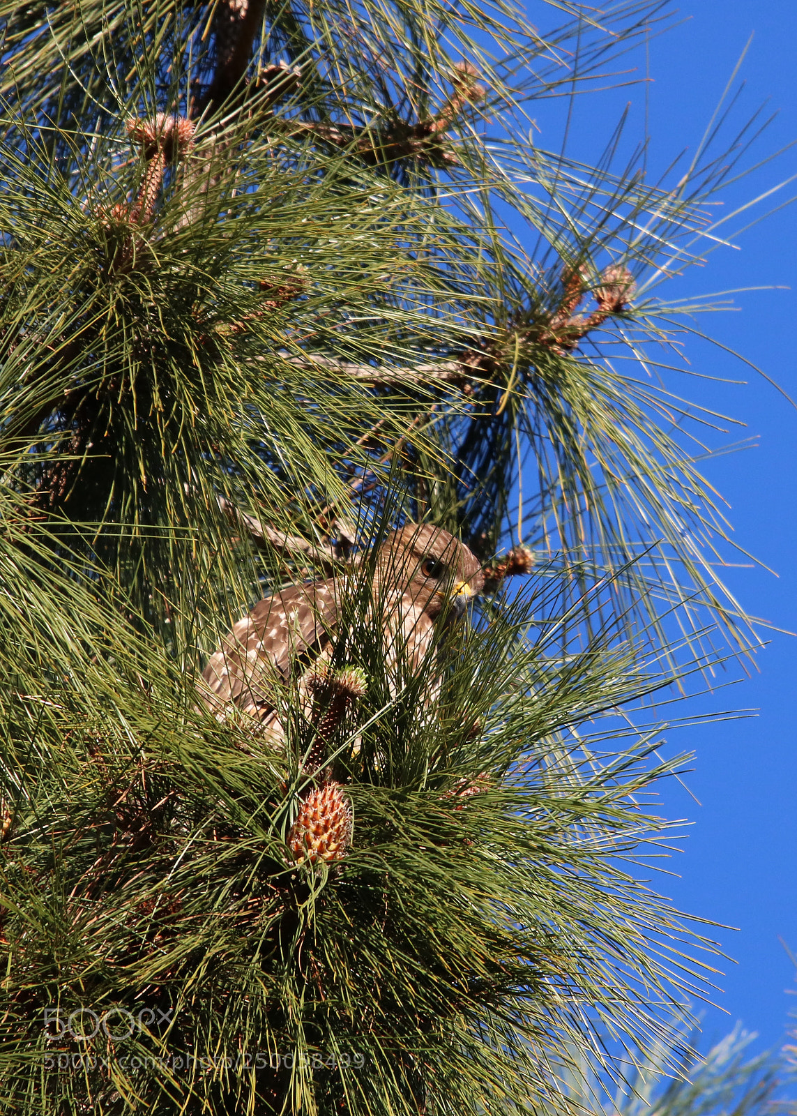 Canon EOS 750D (EOS Rebel T6i / EOS Kiss X8i) sample photo. Pine cone photography