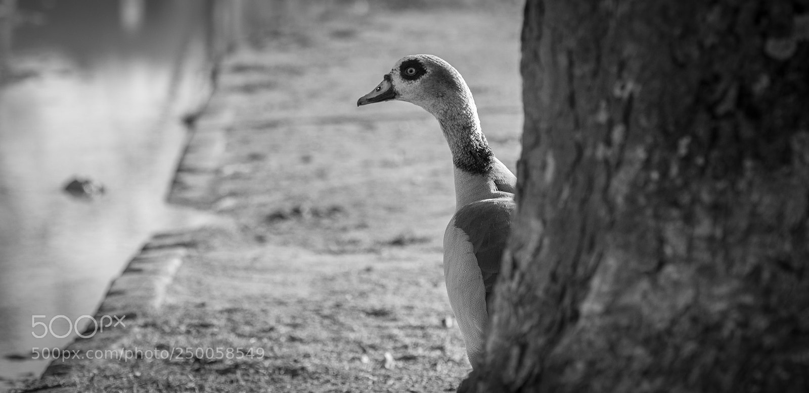 Nikon D5600 sample photo. What, me? photography