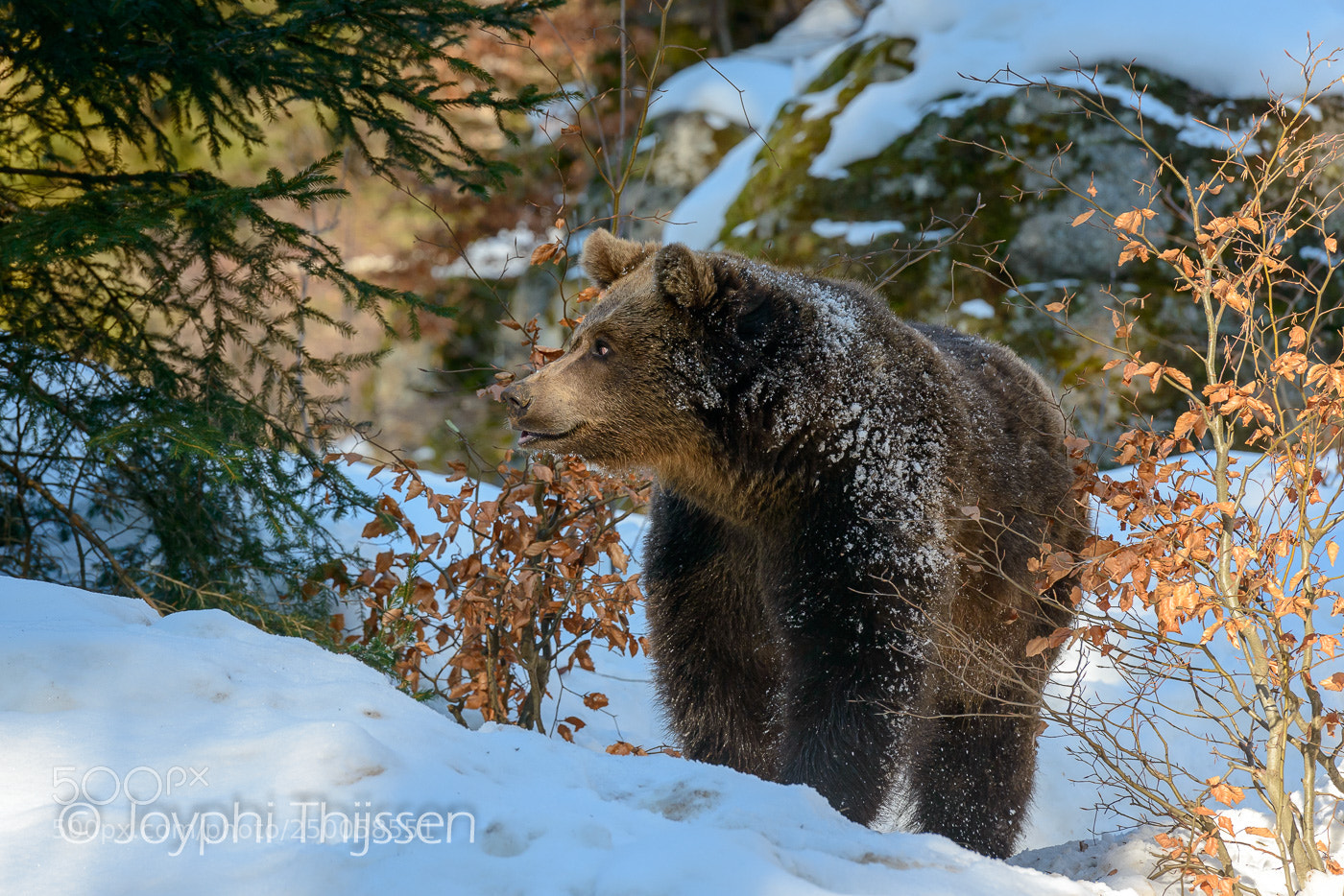 Nikon D800 sample photo. Eurasian brown bear photography