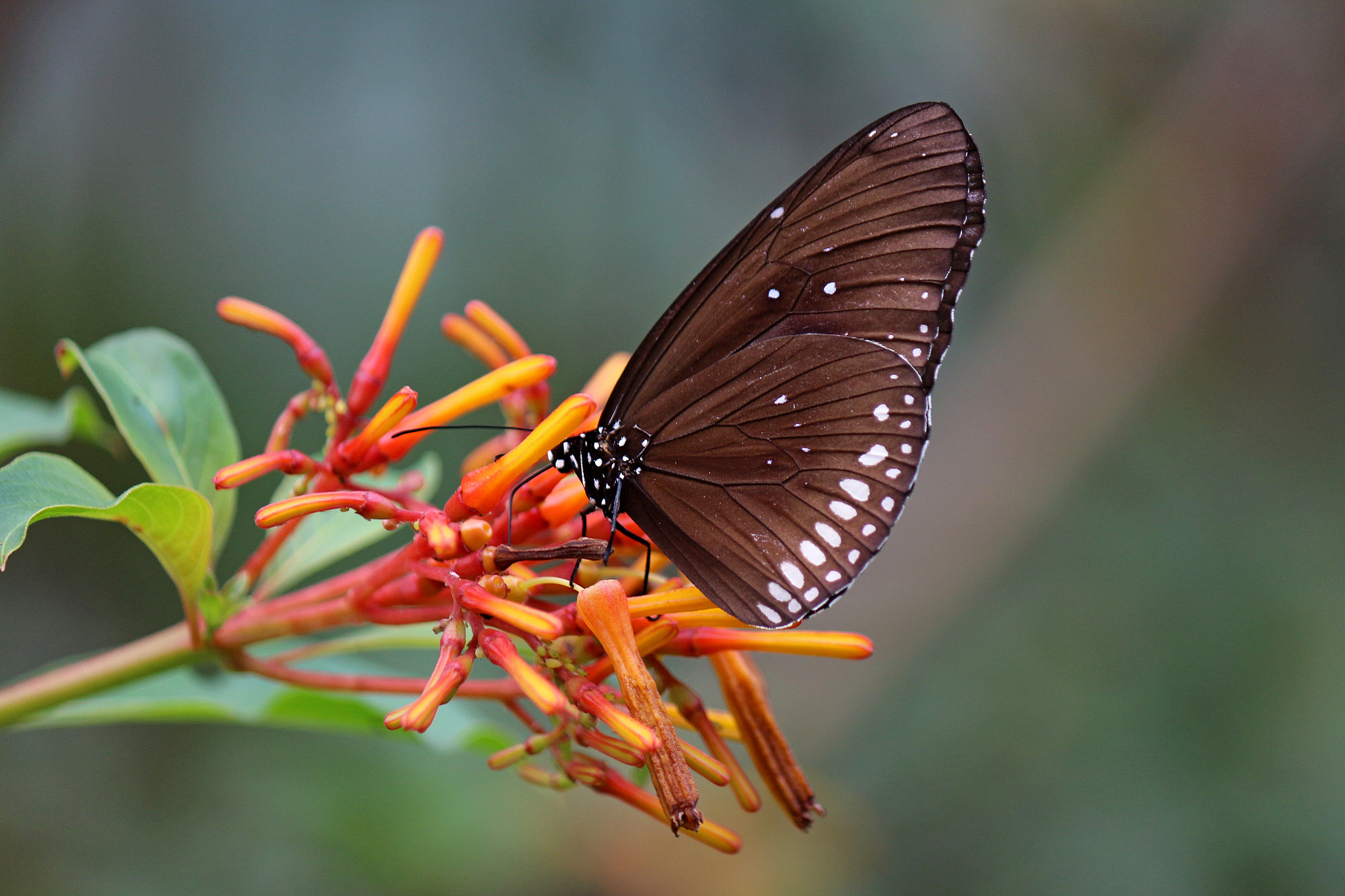 Canon EOS 650D (EOS Rebel T4i / EOS Kiss X6i) sample photo. Butterfly photography