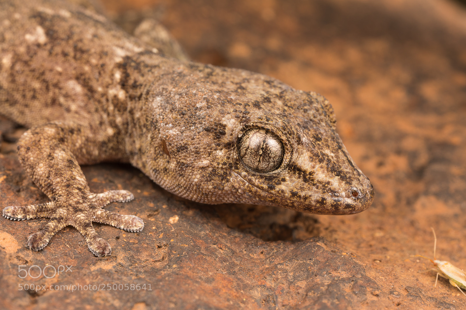 Canon EOS 5D Mark IV sample photo. Tarentola boettgeri photography