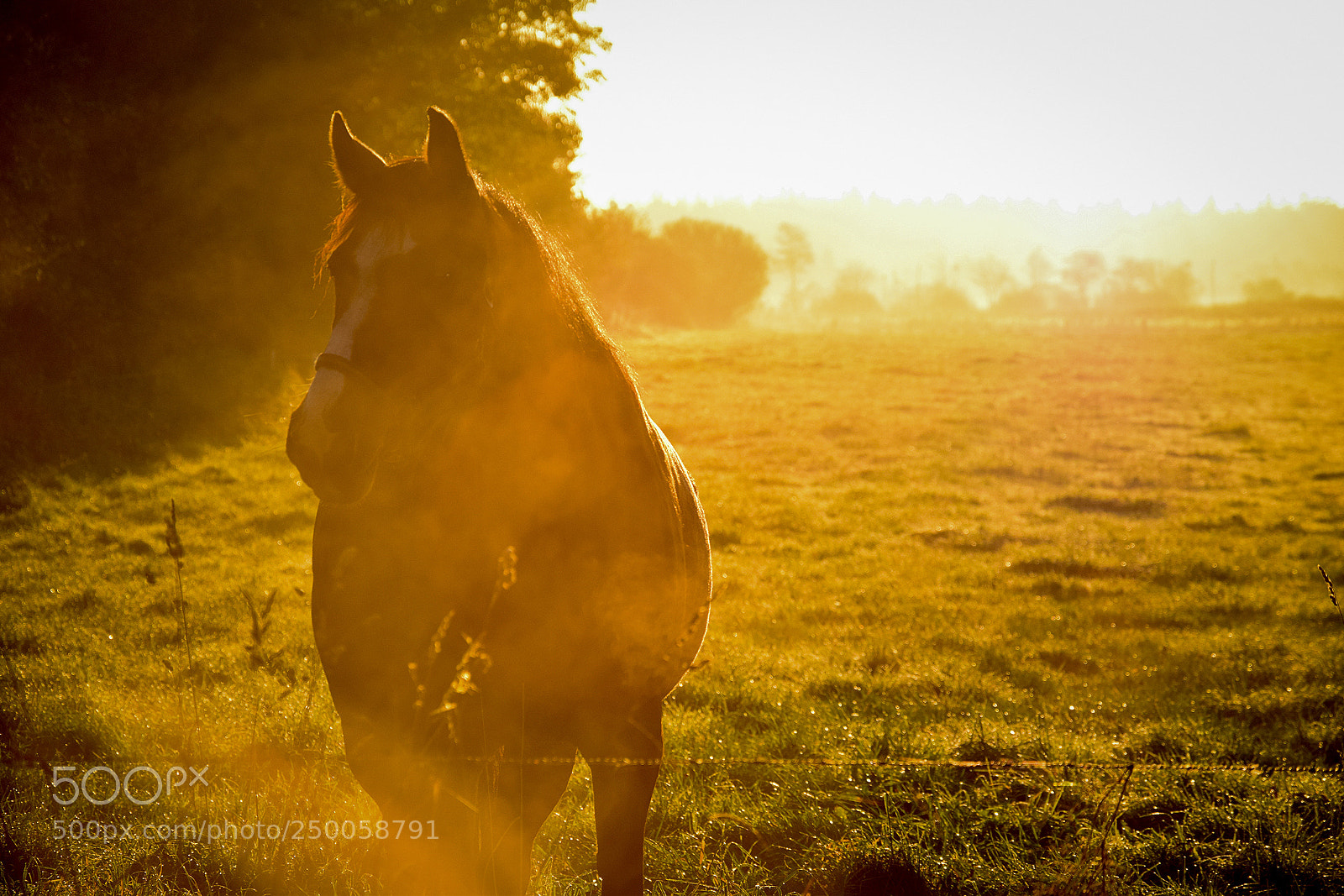 Nikon D3300 sample photo. Caballo dorado photography