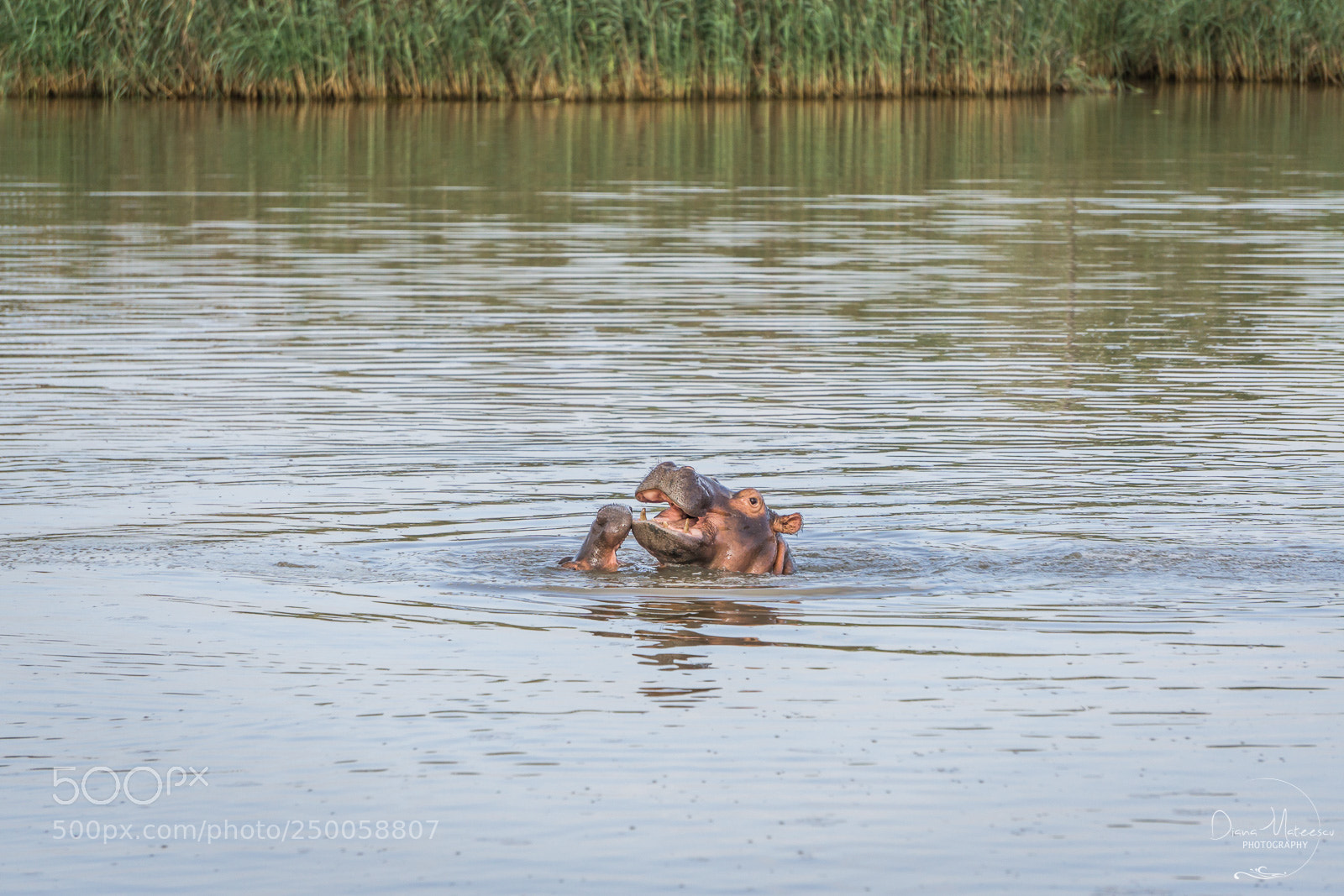 Sony a6000 sample photo. Hippo mother photography