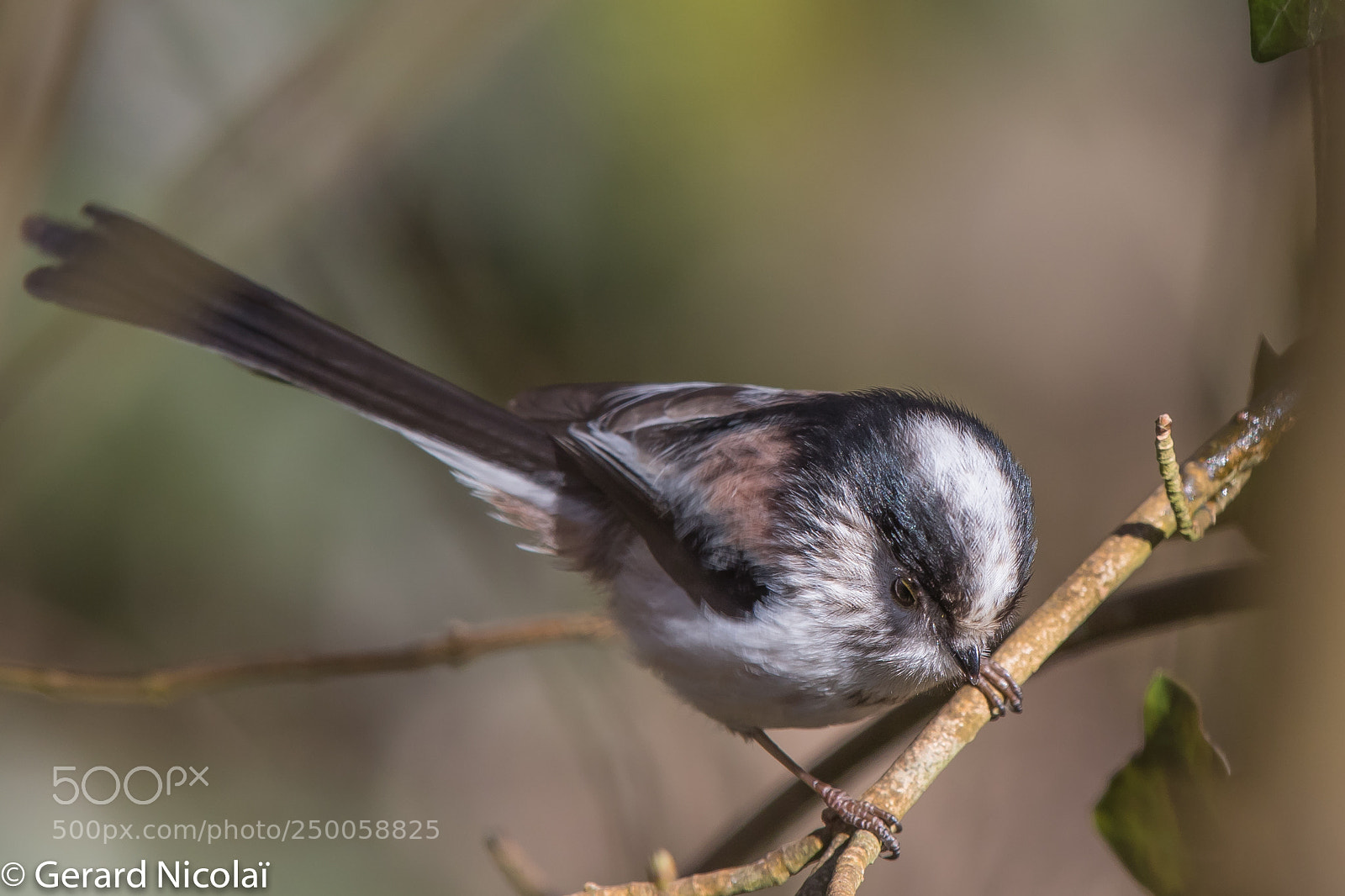 Canon EOS 7D Mark II sample photo. Long-tailed tit photography