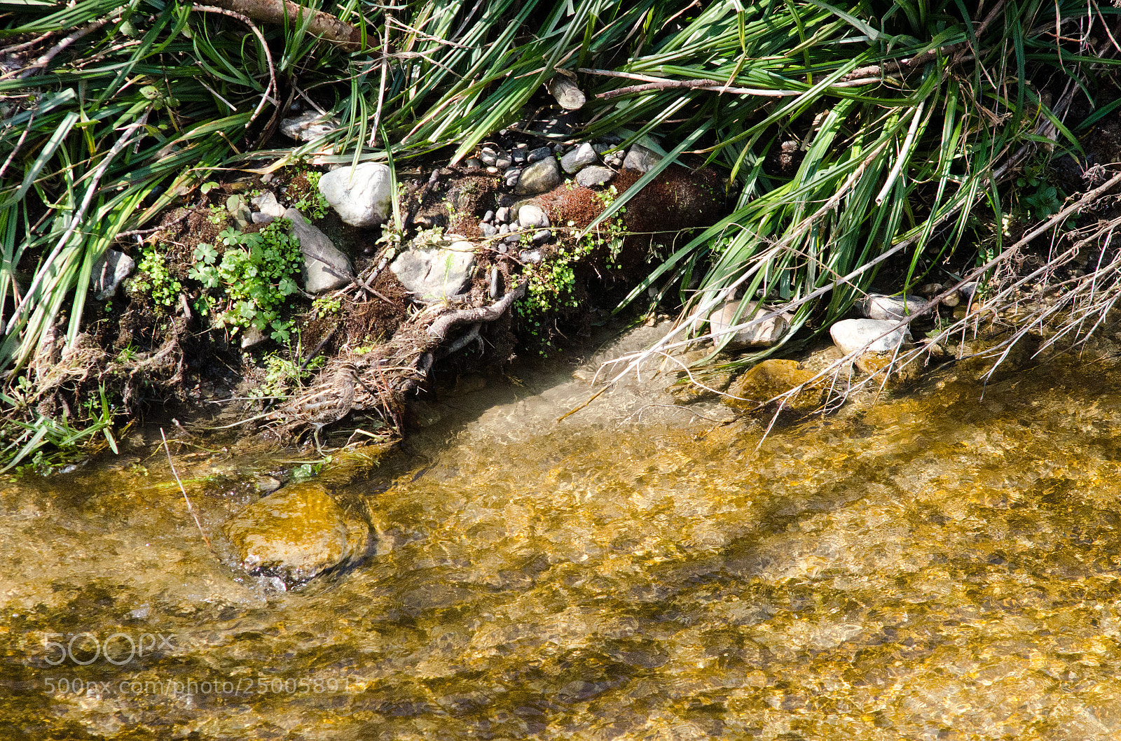 Nikon D7000 sample photo. Camouflage photography
