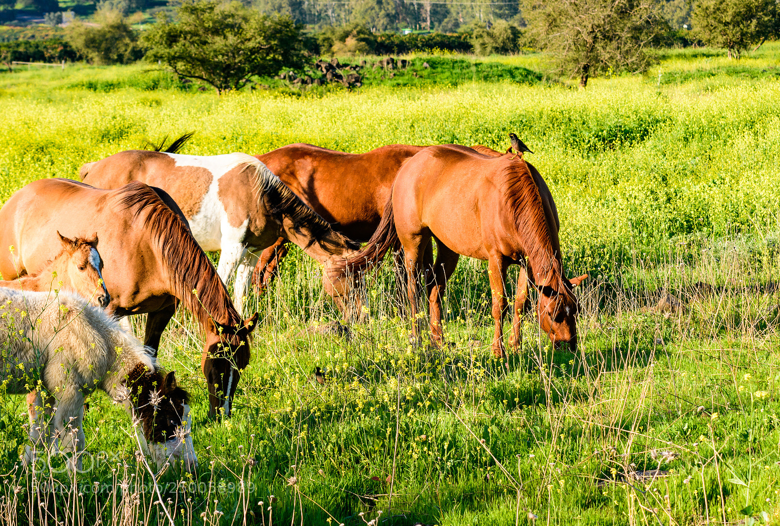 Nikon D7200 sample photo. Horses and bird photography
