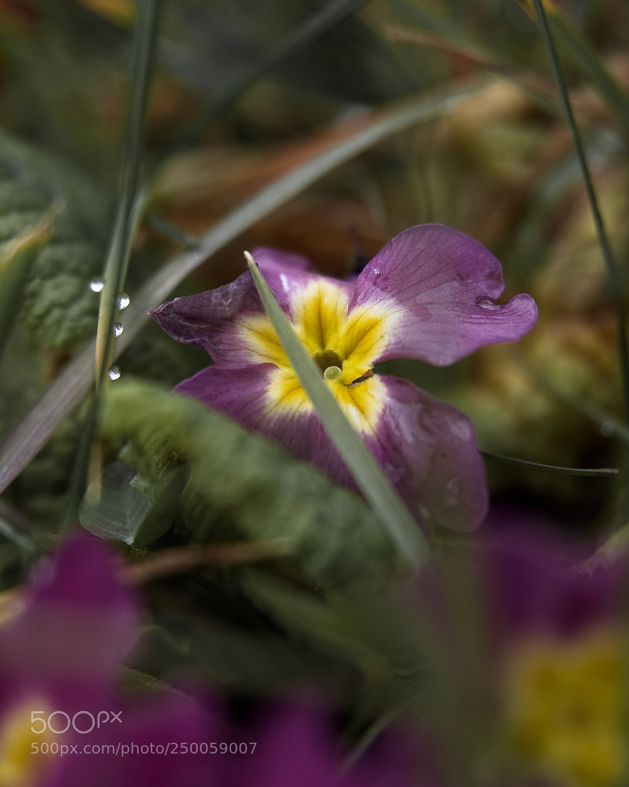 Panasonic Lumix DC-GH5 sample photo. Timide photography