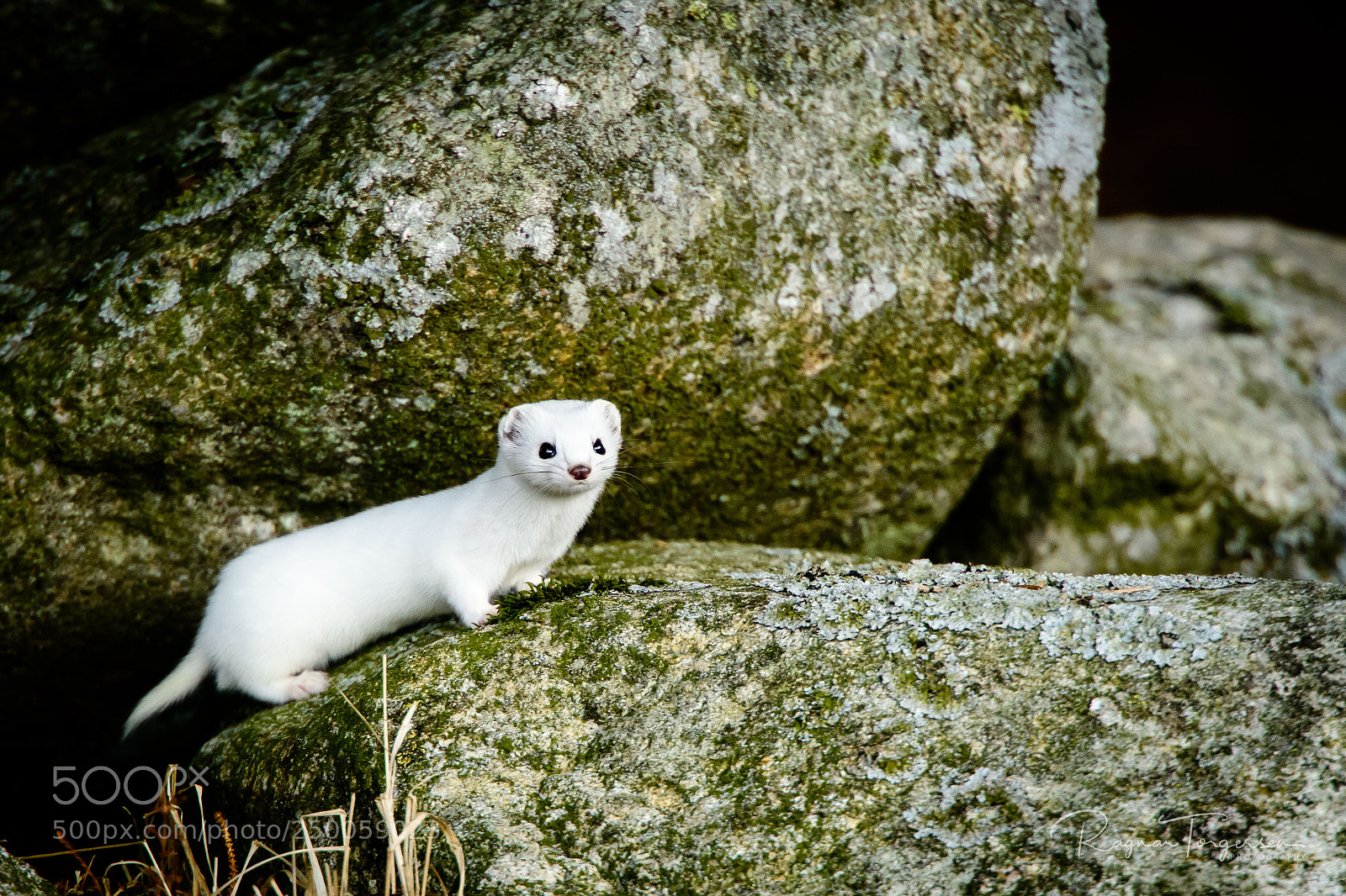 Nikon D500 sample photo. Least weasel photography