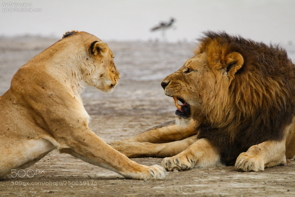 Canon EOS 80D sample photo. Lion and lioness photography