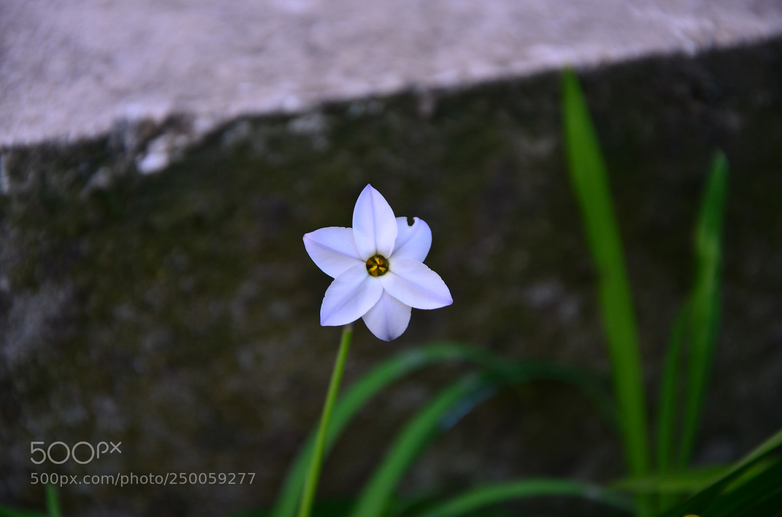 Nikon D5100 sample photo. Kula y rt k photography