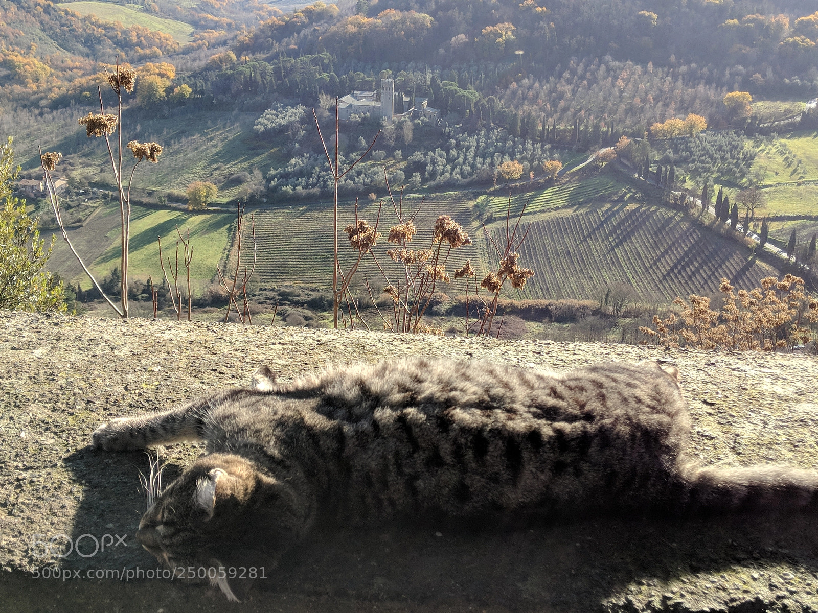 Google Pixel 2 sample photo. Relaxing by the countryside photography