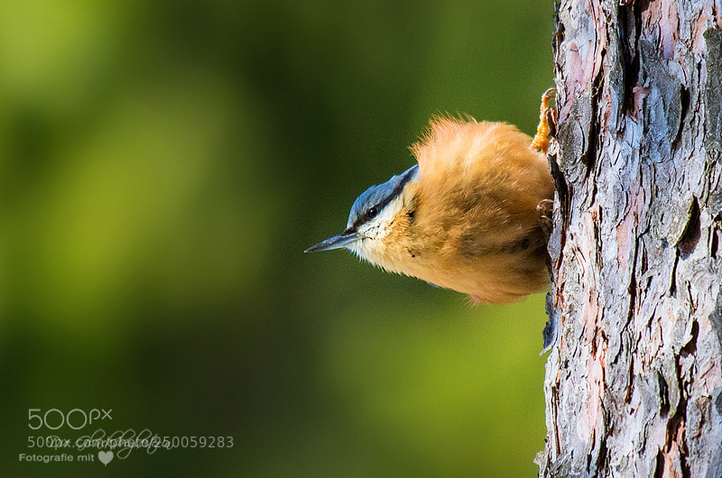 Canon EOS 5D sample photo. Nuthatch photography