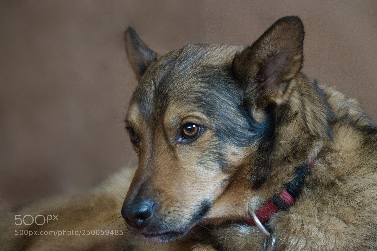Sony a6000 sample photo. Woody photography