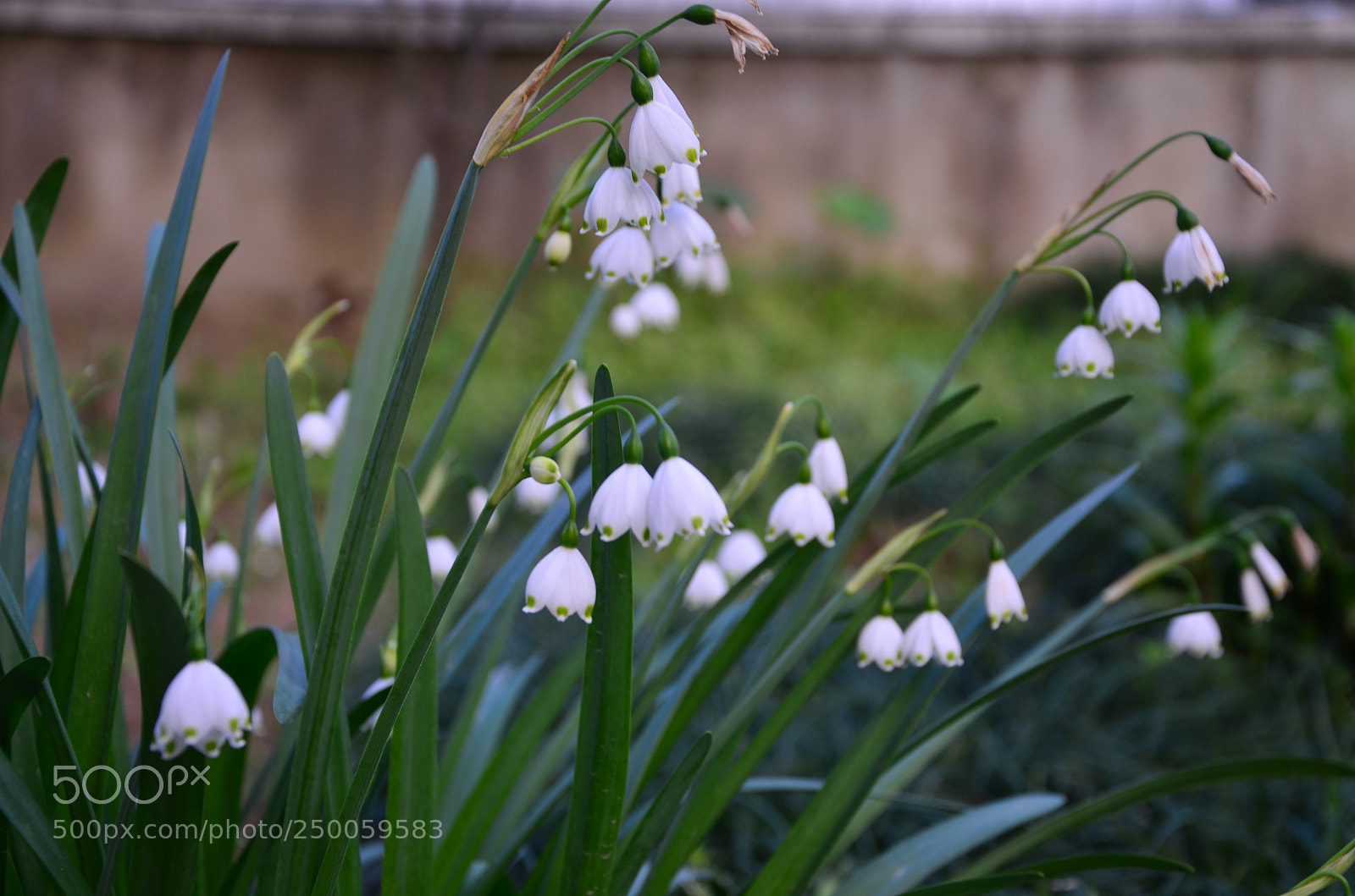 Nikon D5100 sample photo. Süslüler photography