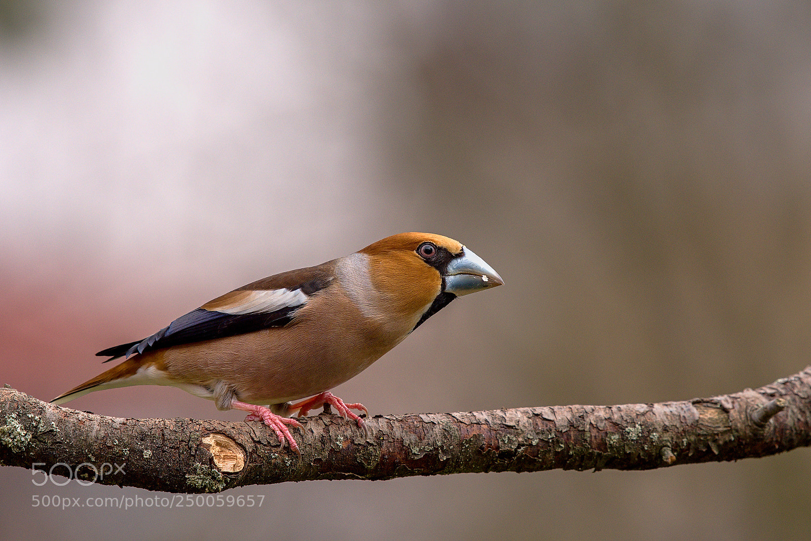 Nikon D500 sample photo. Hawfinch photography