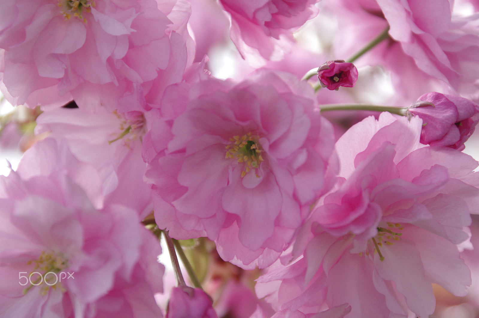 Pentax K-3 II sample photo. Spring photography