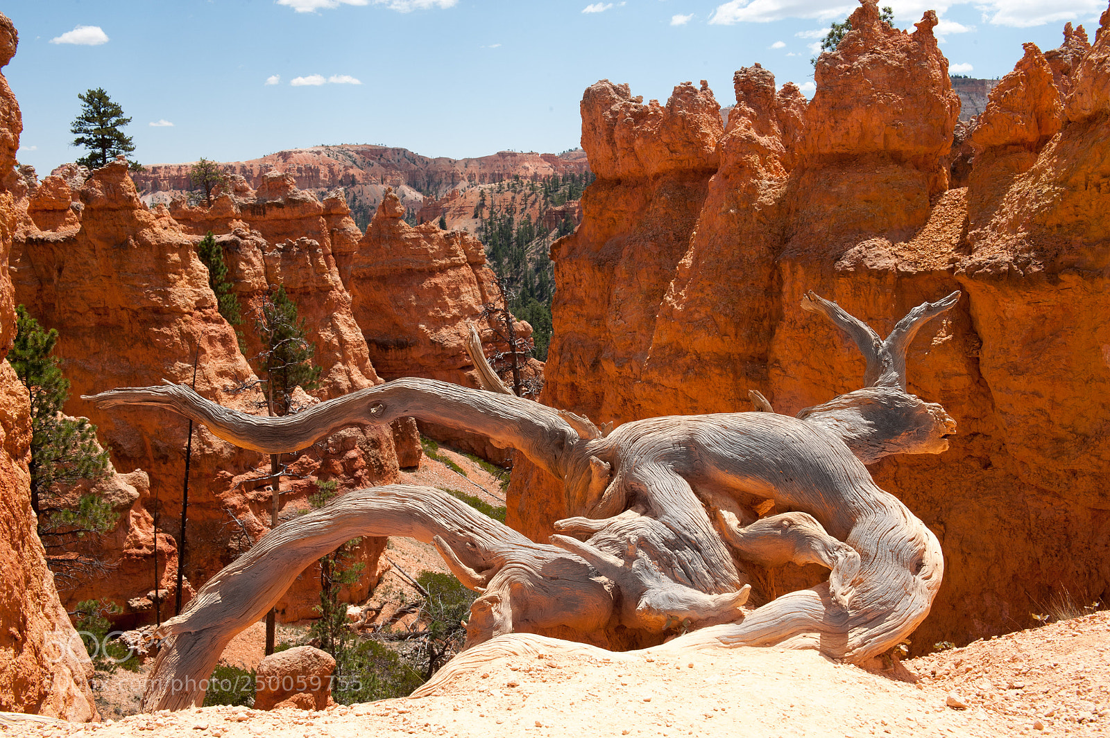Nikon D3 sample photo. The natural devil photography