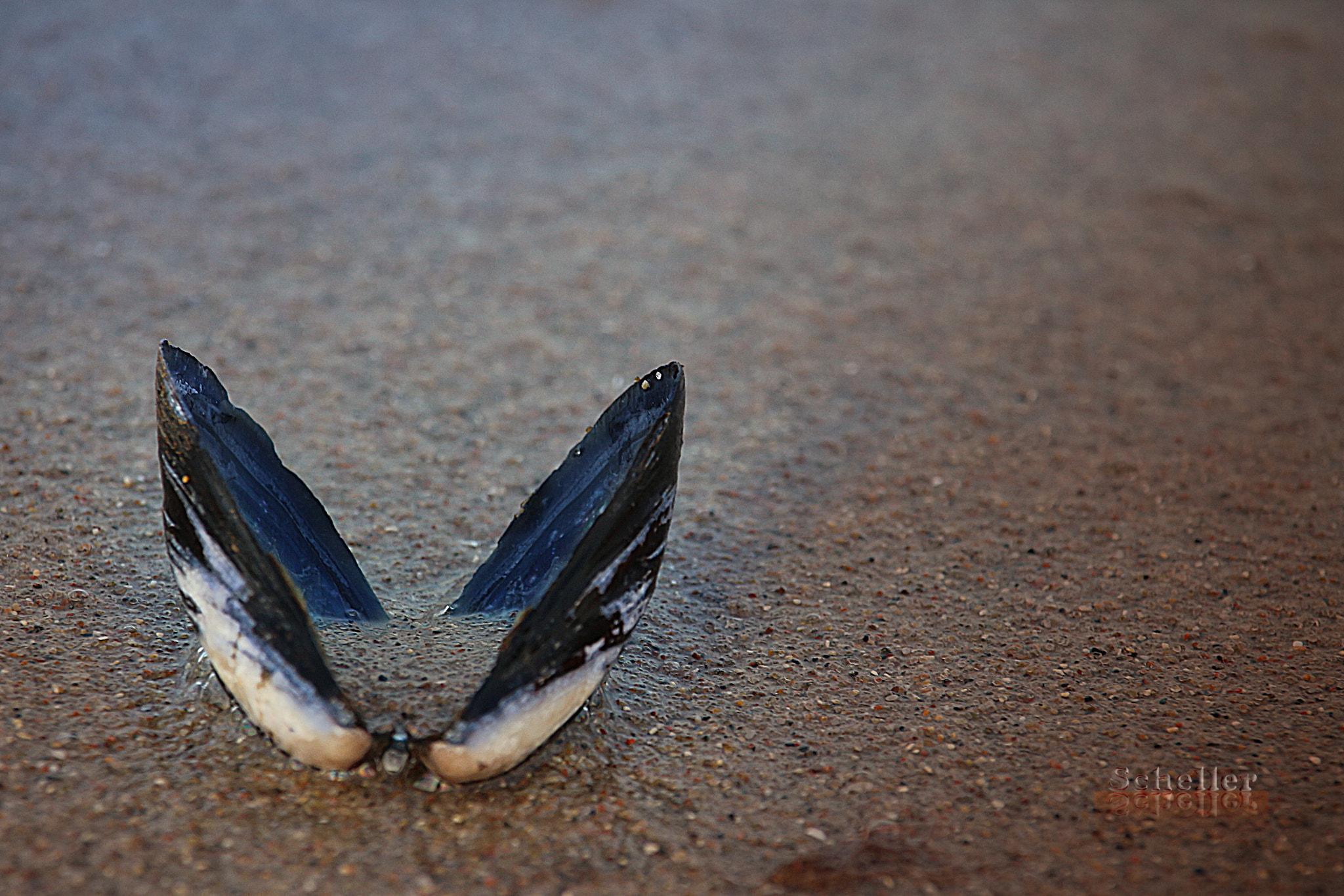 Canon EF-S 55-250mm F4-5.6 IS STM sample photo. Strand photography