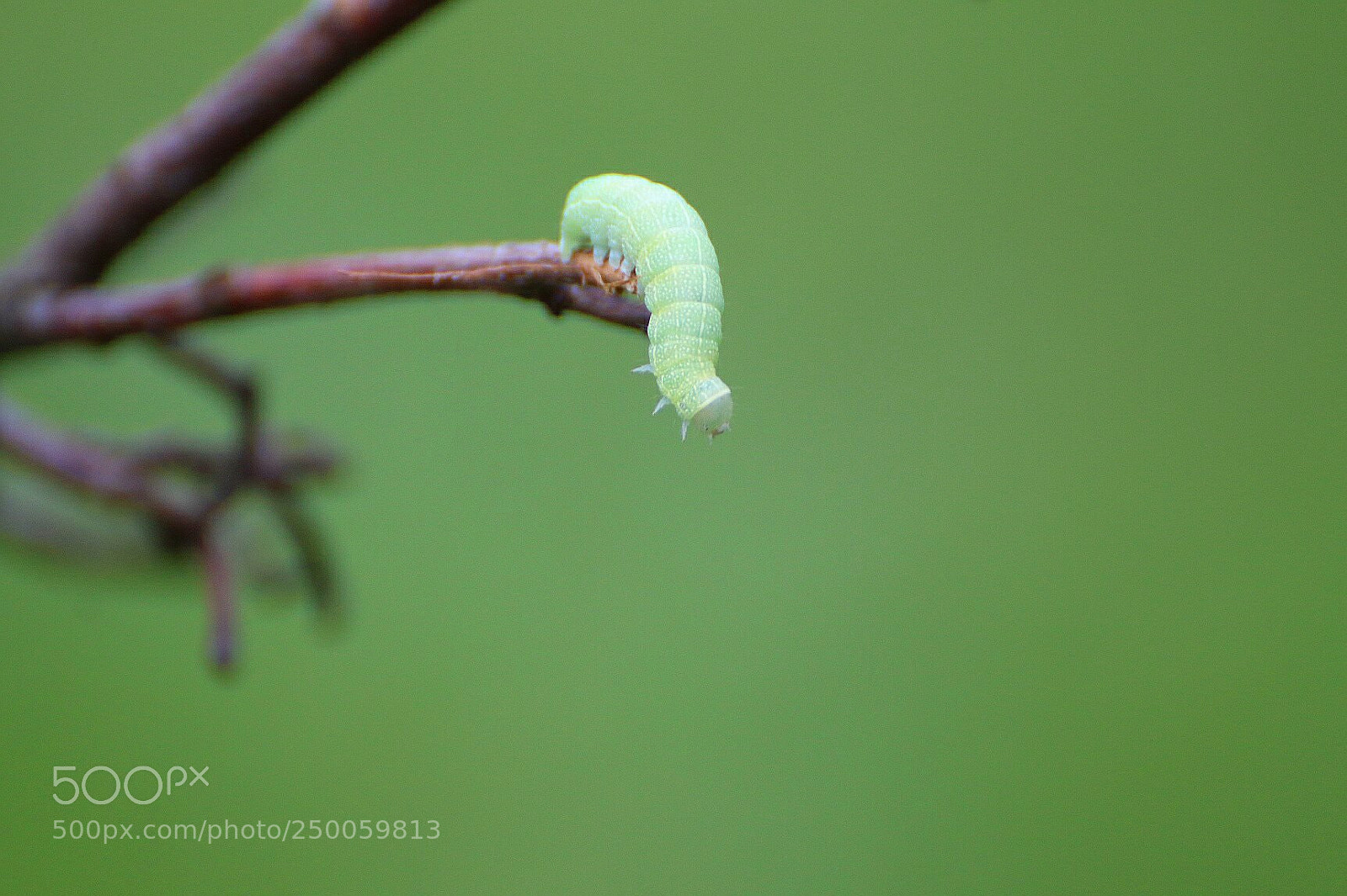 Canon EOS 70D sample photo. Caterpillar photography