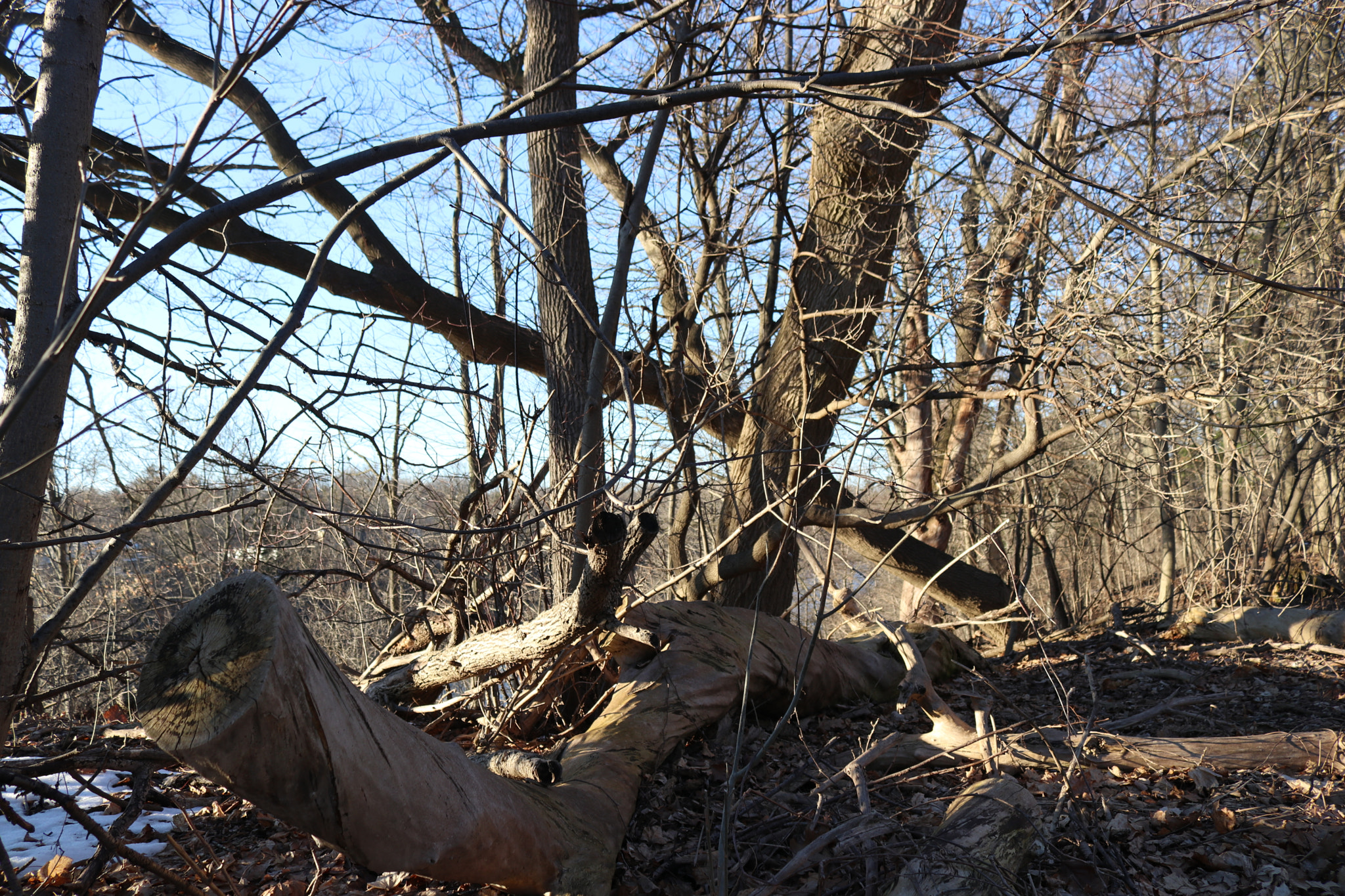 Canon EOS 80D sample photo. Forest in winter photography