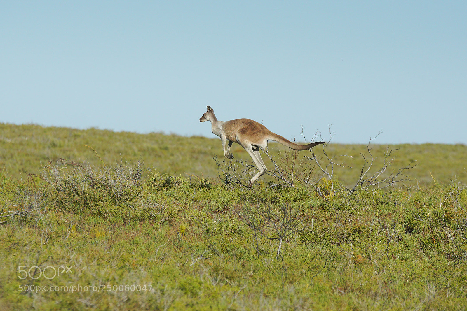 Sony ILCA-77M2 sample photo. Red kangaroo, macropus rufus photography