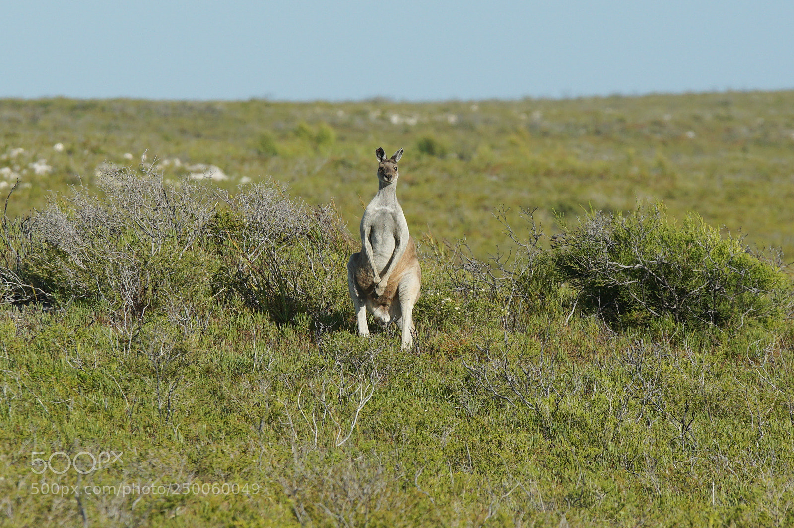 Sony ILCA-77M2 sample photo. Red kangaroo, macropus rufus photography
