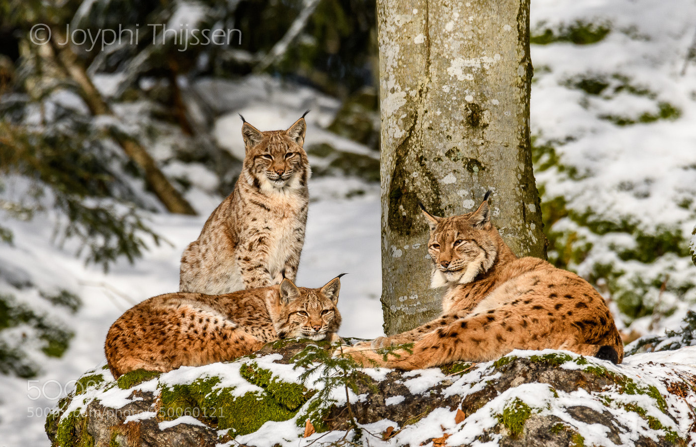 Nikon D500 sample photo. Eurasian lynx photography
