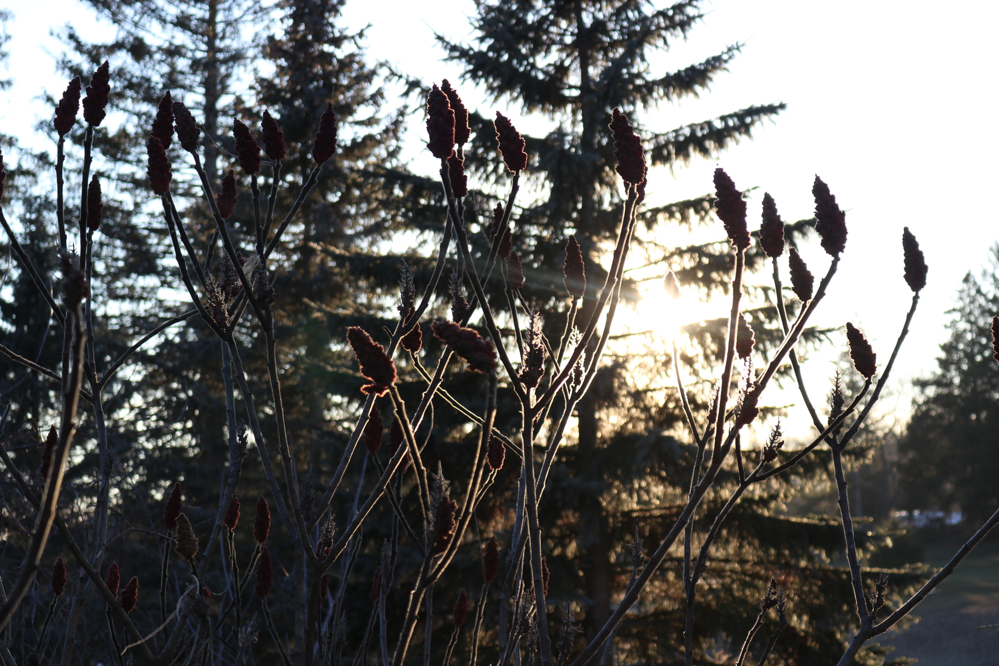 Canon EOS 80D sample photo. Sun photography