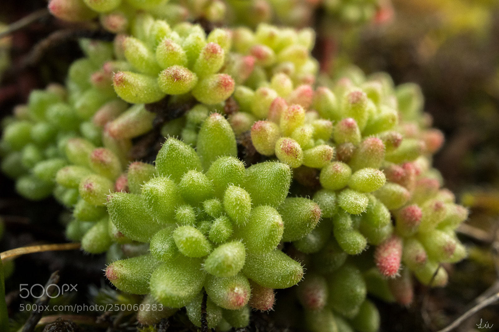 Canon EOS M5 sample photo. Sedum hirsutum photography