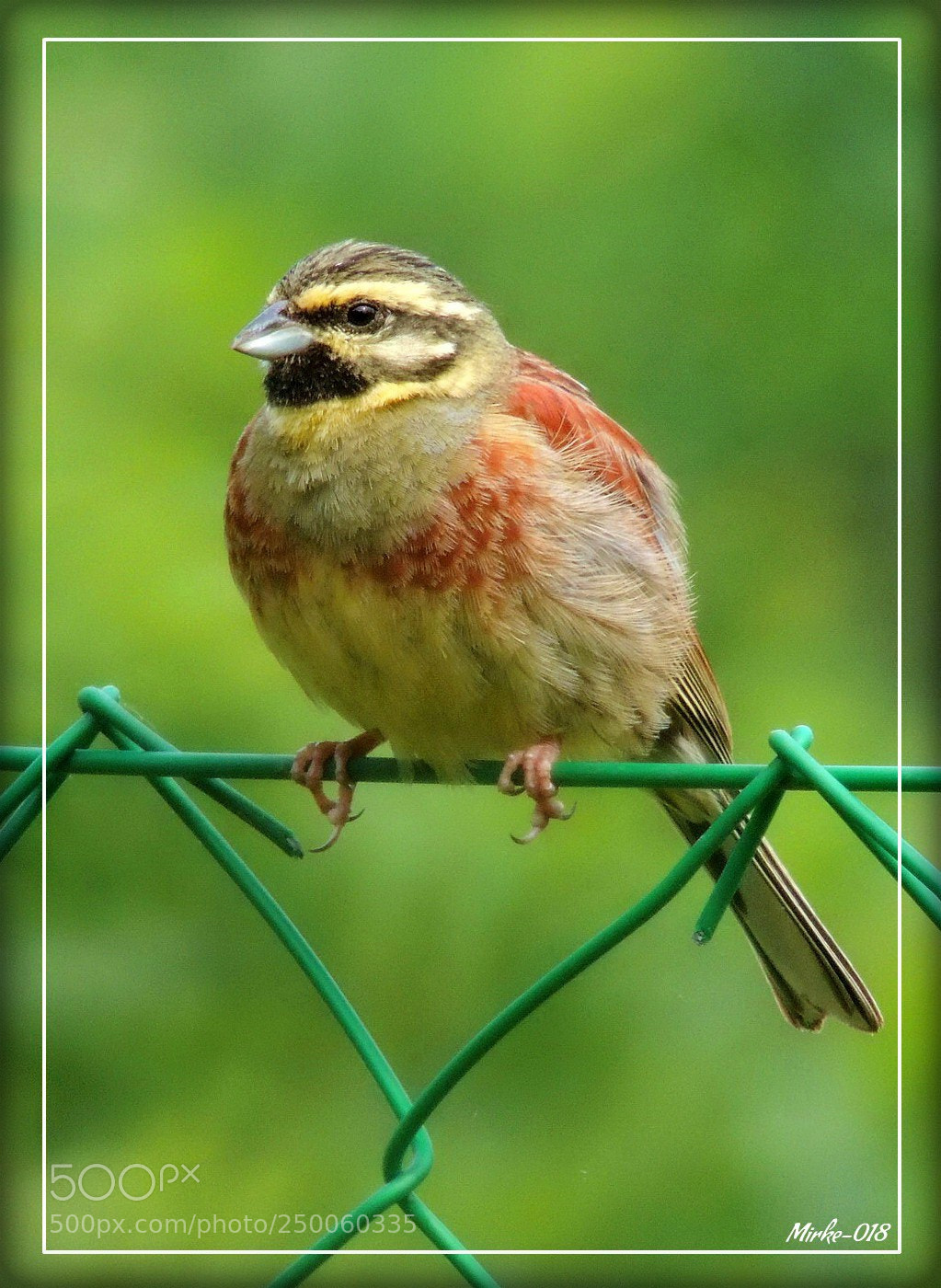 Nikon Coolpix P510 sample photo. Стрнадица (emberiza cirlus) photography