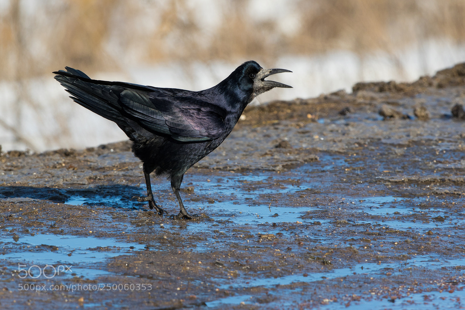 Canon EOS 7D Mark II sample photo. The rook corvus frugilegus photography