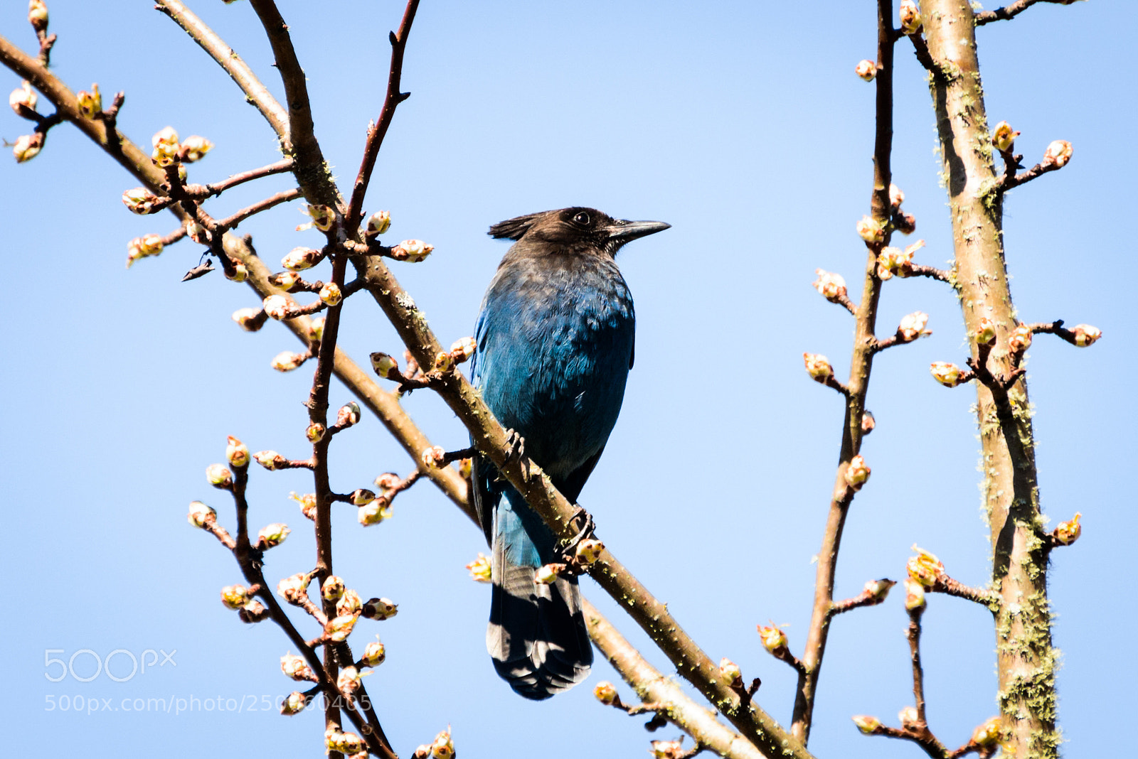 Nikon D800 sample photo. The jay and the photography