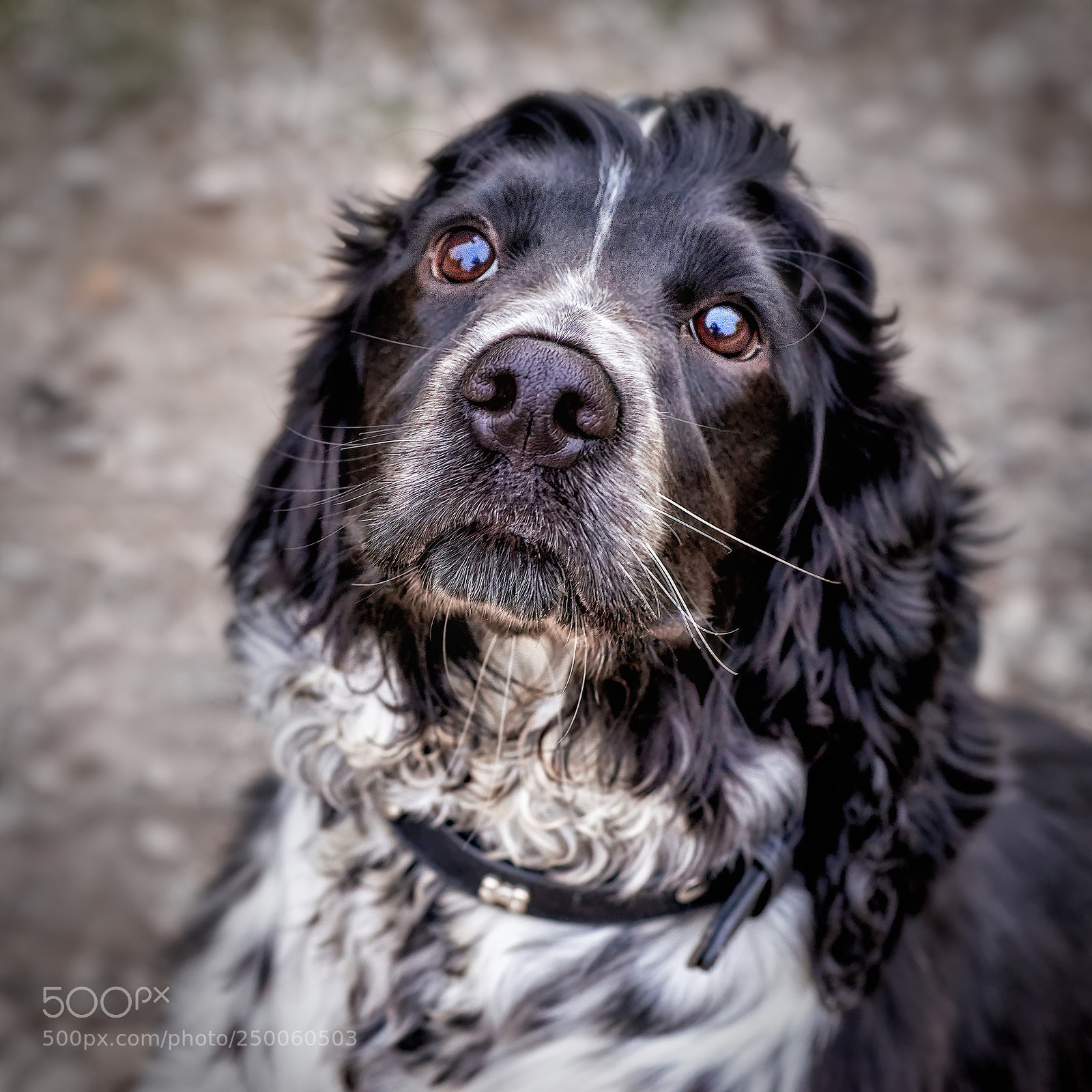 Sony a6000 sample photo. Pretty pooch photography
