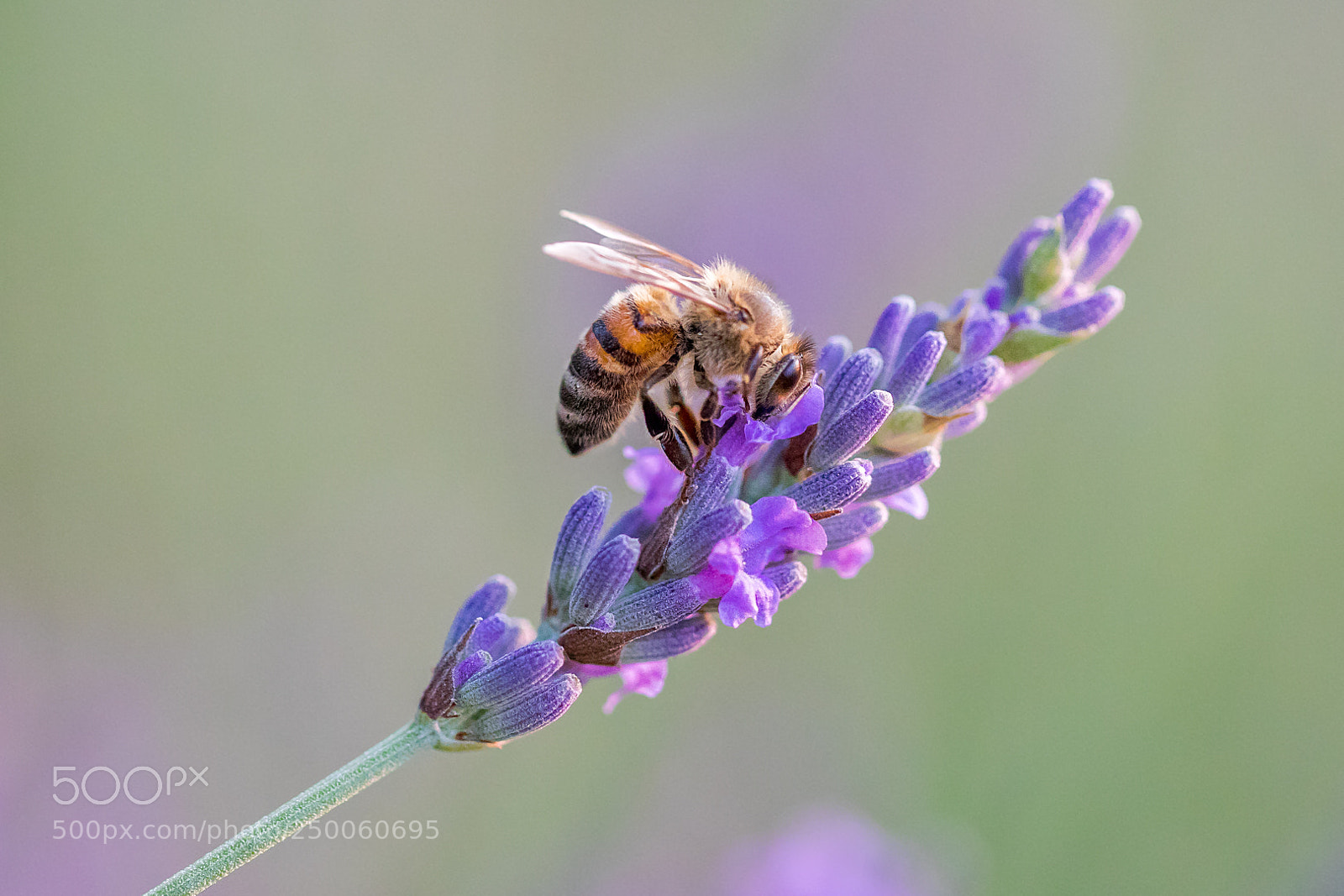 Canon EOS 5D Mark IV sample photo. Bourdon photography