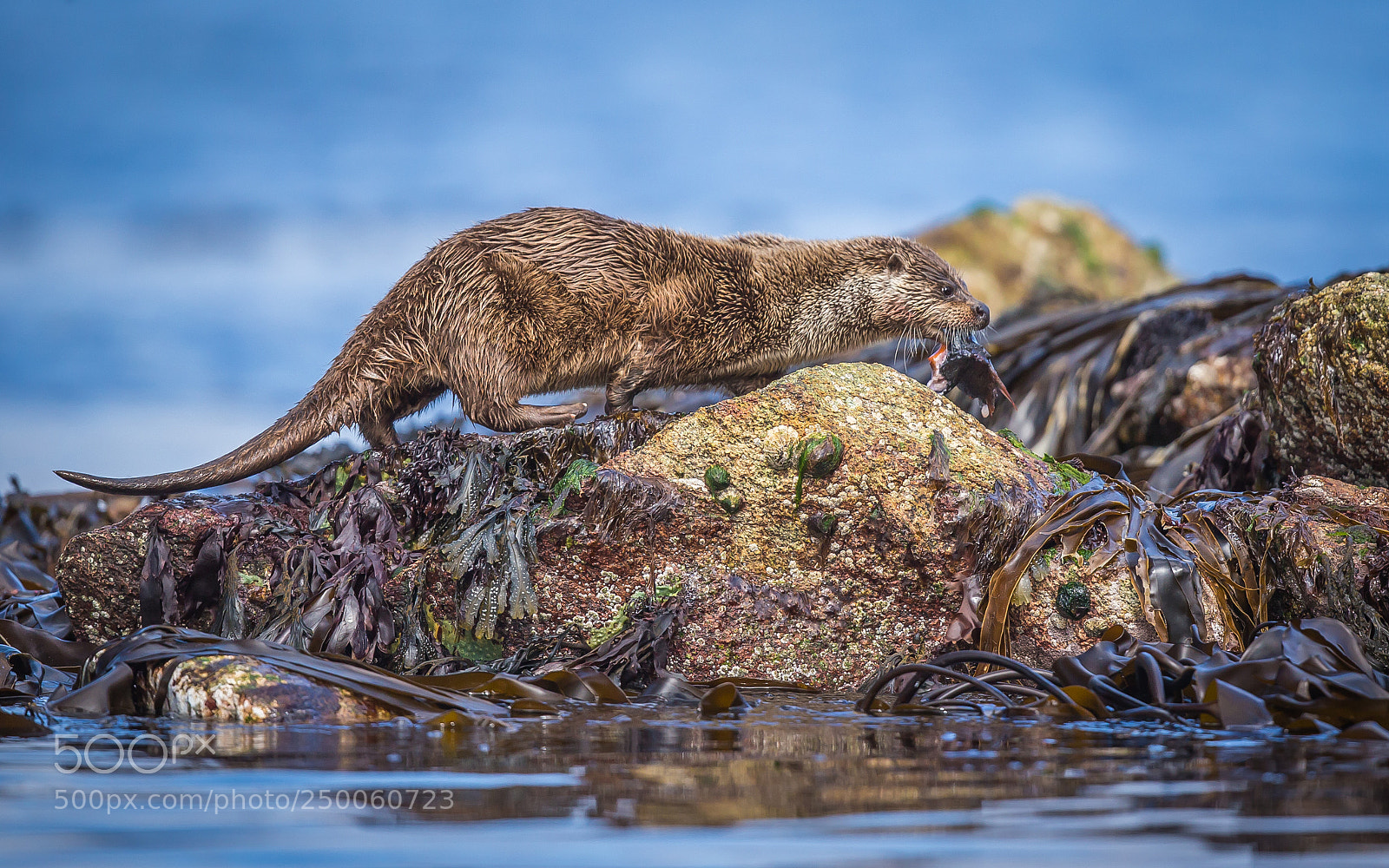 Canon EOS-1D X sample photo. Otter with fish photography
