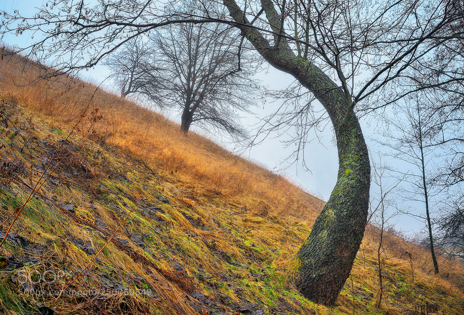 Nikon D800E sample photo. Tree photography