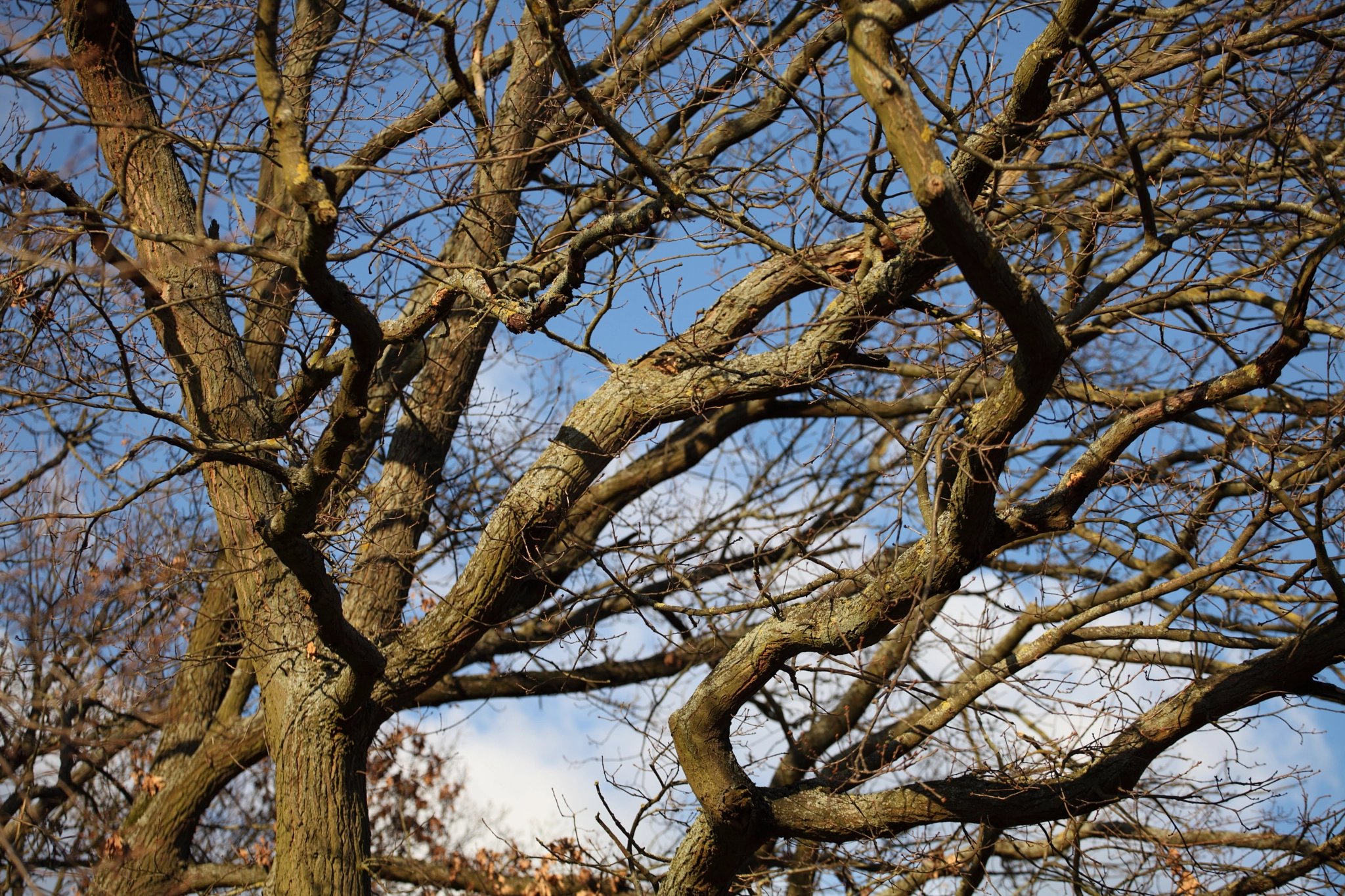 Canon EF 70-200mm F4L USM sample photo. Oak tree photography