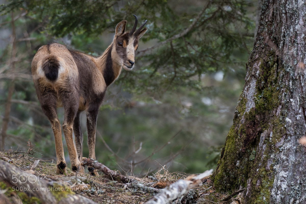 Nikon D500 sample photo. Mountain runner photography