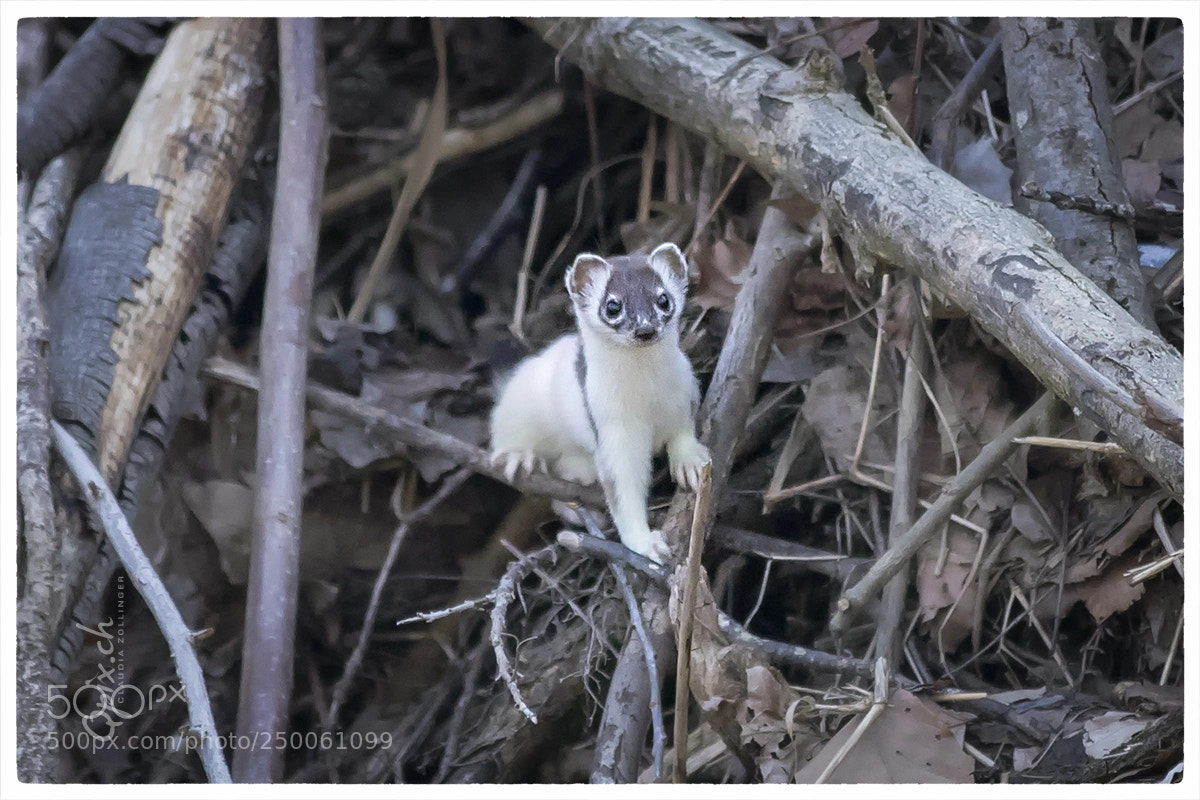 Canon EOS 80D sample photo. Mr or mrs ermine photography