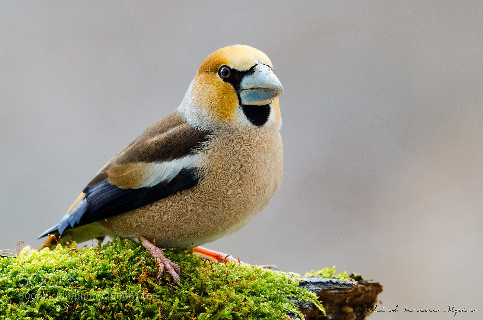 Nikon D7000 sample photo. Hawfinch (coccothraustes coccothraustes) photography