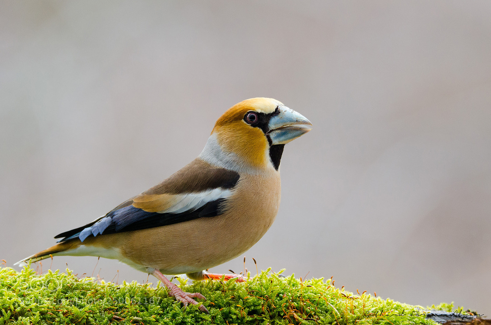 Nikon D7000 sample photo. Hawfinch (coccothraustes coccothraustes) photography