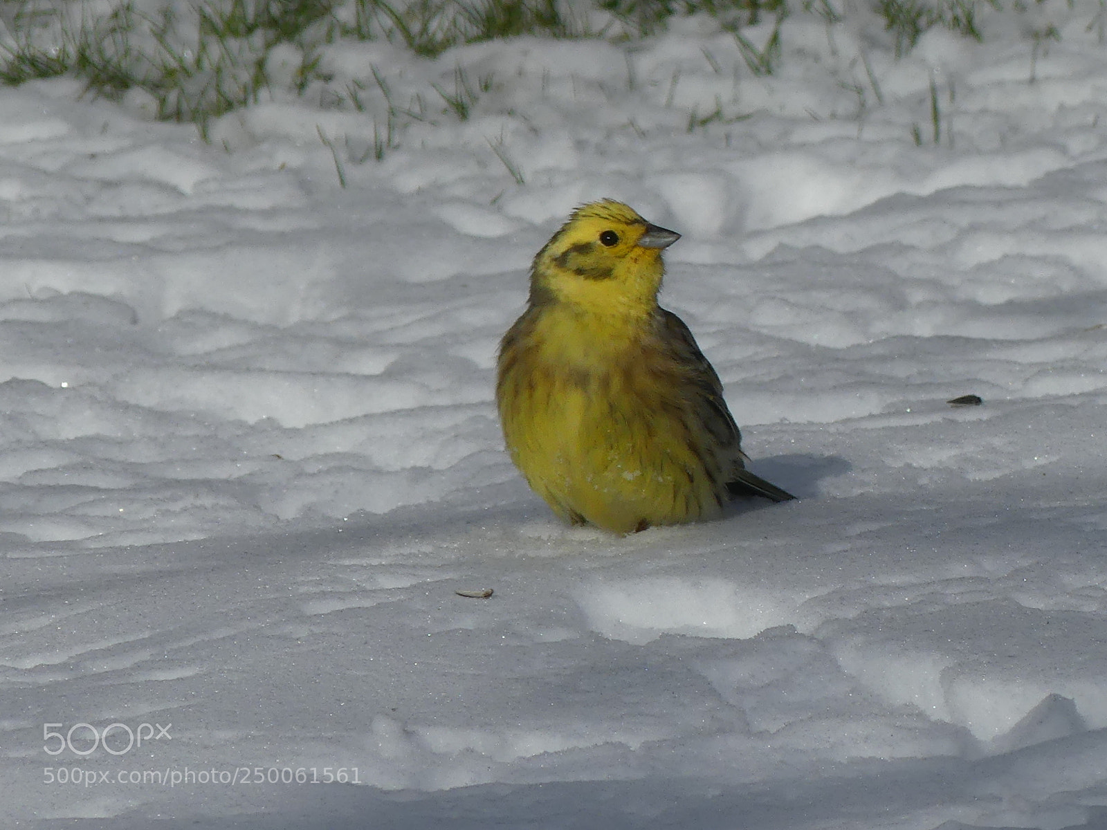 Panasonic Lumix DMC-FZ300 sample photo. Cold spell in spring photography